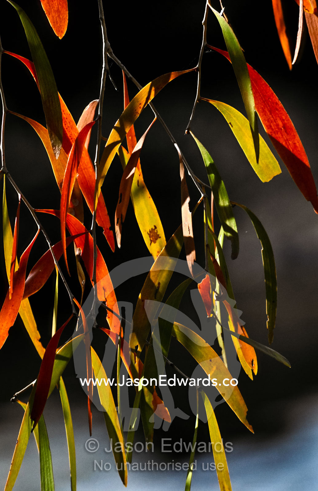 Eucalyptus leaves catch the setting sun dangling over a billabong. Kimberley Ranges, Western Australia, Australia.