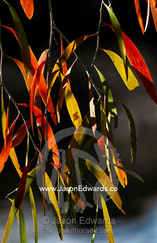 Eucalyptus leaves catch the setting sun dangling over a billabong. Kimberley Ranges, Western Australia, Australia.