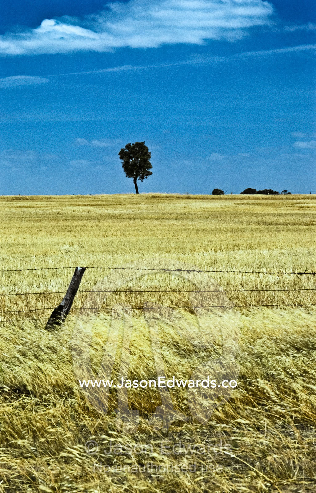 A leaning farm fence emerges from golden fields of wheat in summer. North-western Victoria, Australia.