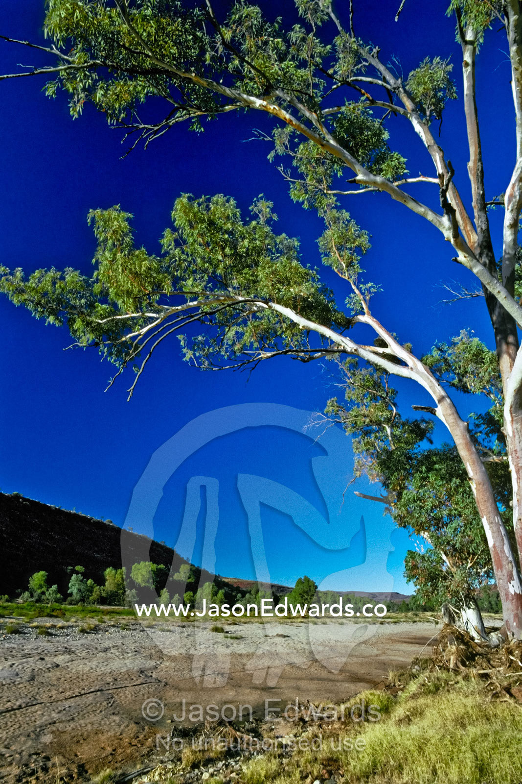 Gum trees line the Finke River, one of the oldest catchments on Earth. Finke Gorge National Park, Northern Territory, Australia.