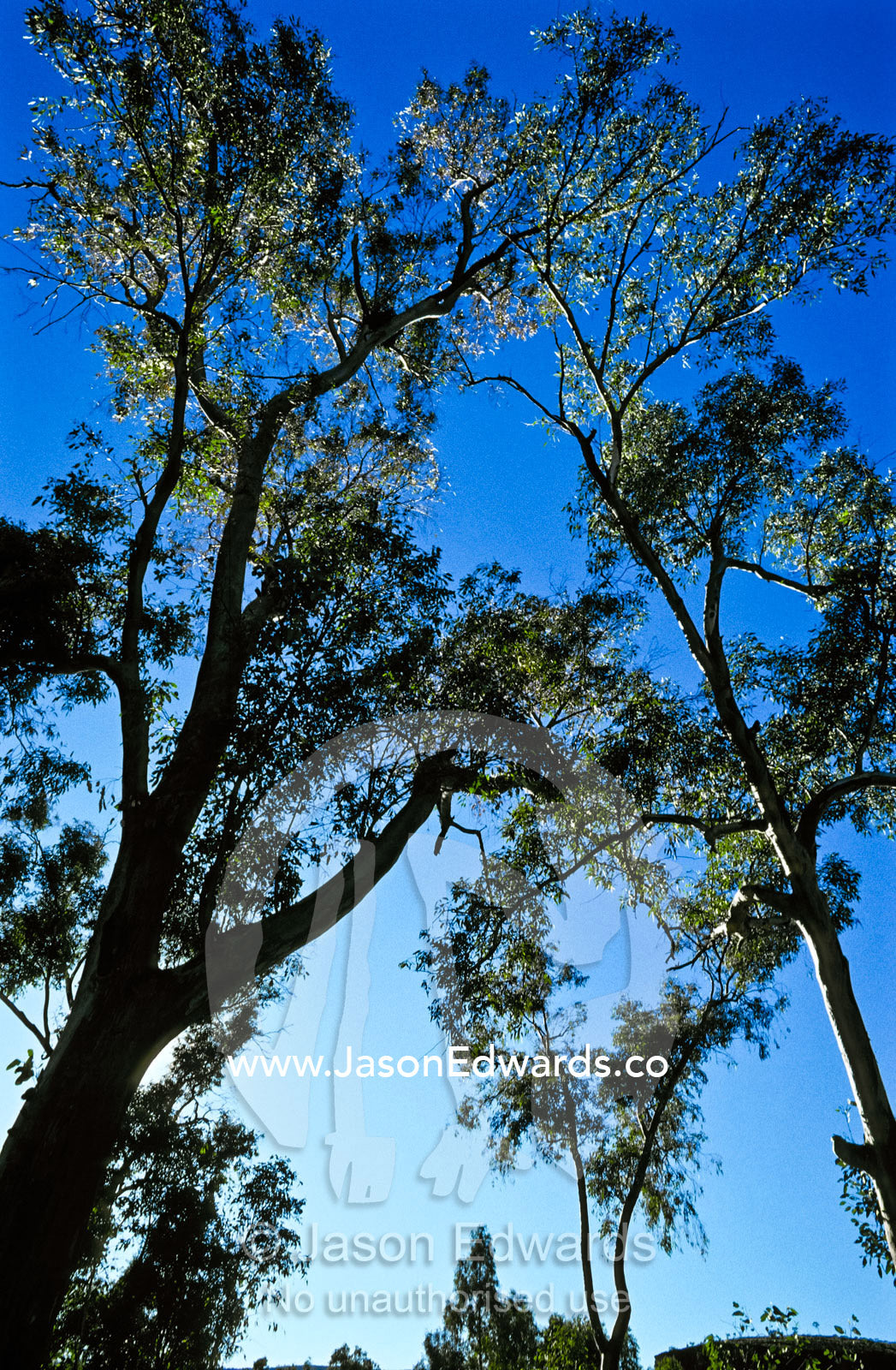 Gum trees line the Finke River, one of the oldest catchments on Earth. Finke Gorge National Park, Northern Territory, Australia.