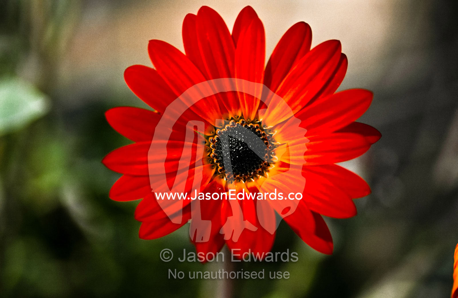 Sunlight falls on the vivid red petals of a Daisy in a cottage garden. Blackwood, South Australia, Australia.