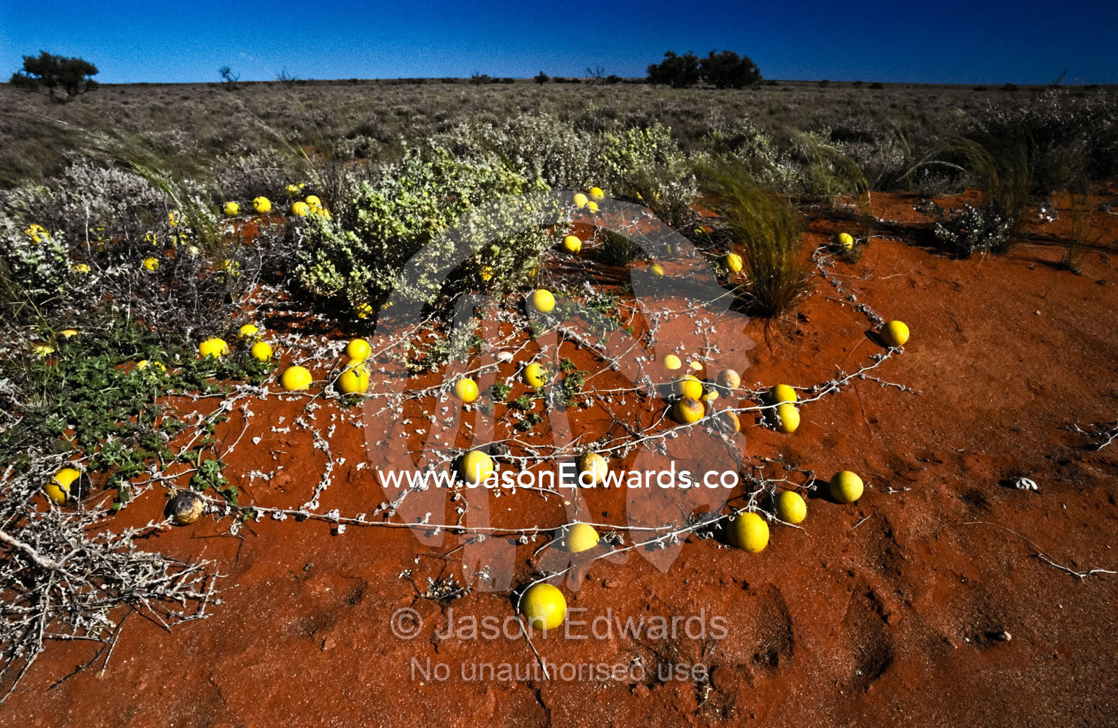 Camel Melon, Citrullus lanatus, growing on a red desert plain. Gawler Ranges National Park, South Australia, Australia.
