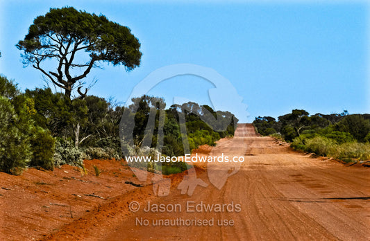 A red sandy track leading through mallee country in the Gawler Ranges. Gawler Ranges National Park, South Australia, Australia.