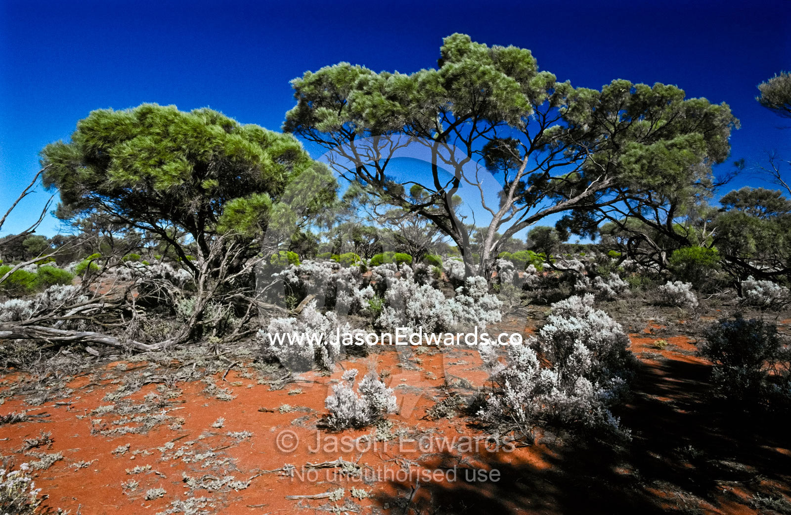 Mallee trees and saltbush scrublands thrive in arid red sandy soils. Gawler Ranges National Park, South Australia, Australia.