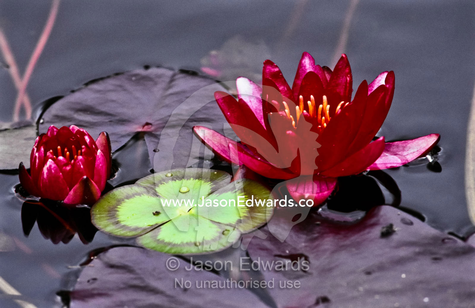 The deep rich burgundy petals of a Water Lily on a garden pond. Learmonth Trout and Fauna Park, Ballarat, Victoria, Australia.