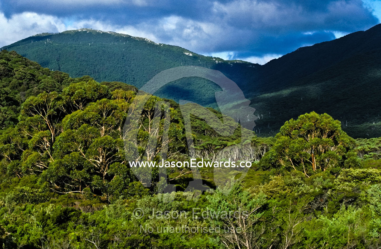 Dense eucalyptus forests shroud coastal foothills and mountain ranges. Wilsons Promontory National Park, Victoria, Australia.