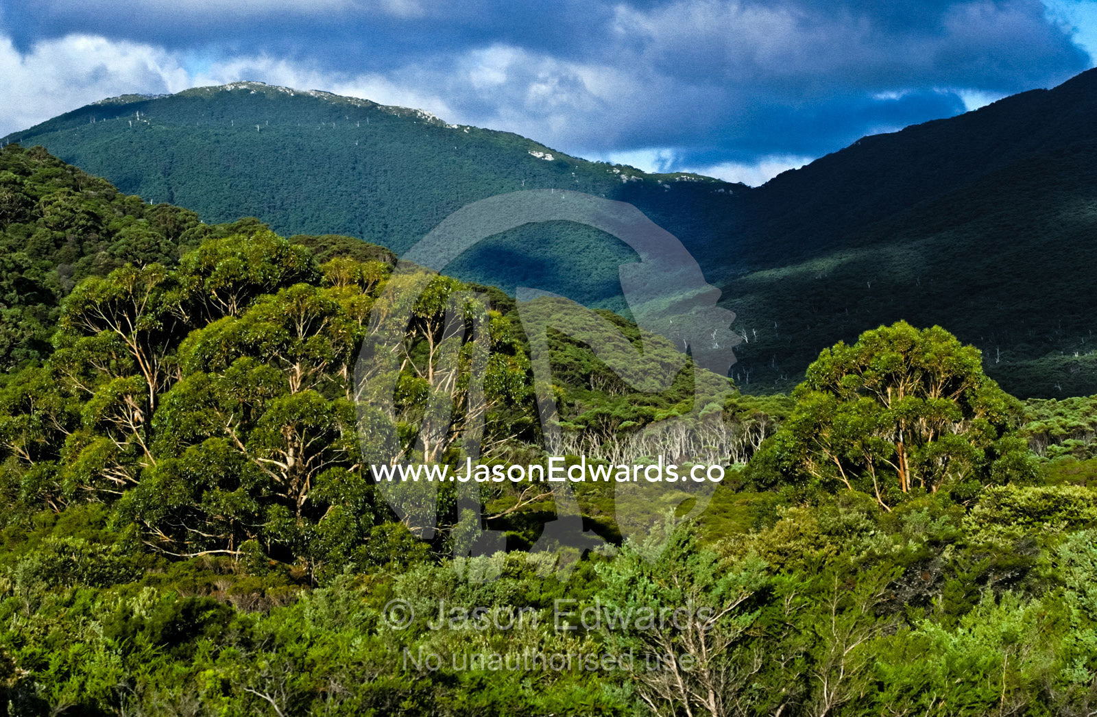 Dense eucalyptus forests shroud coastal foothills and mountain ranges. Wilsons Promontory National Park, Victoria, Australia.