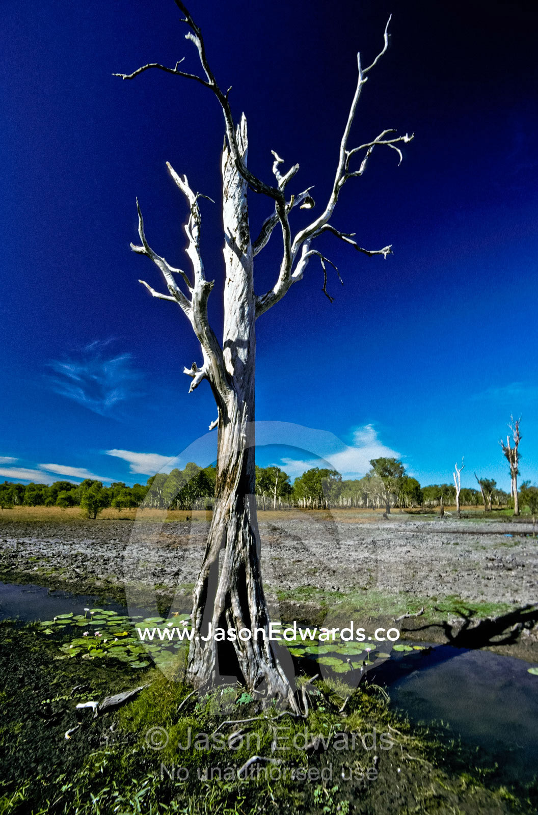 A stag exposed in an evaporating wetland during the Top End dry season Kakadu National Park, Northern Territory, Australia.