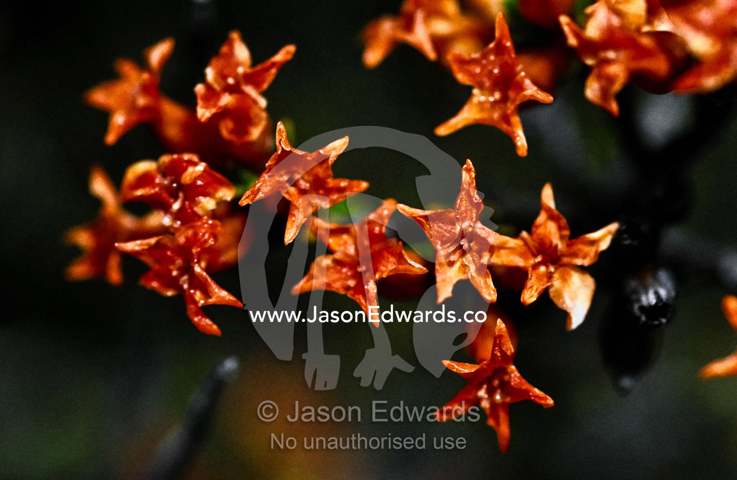 Drying Epacris flowers of Thyme heath turn orange and shrivel when old Southwest National Park, Tasmania, Australia.