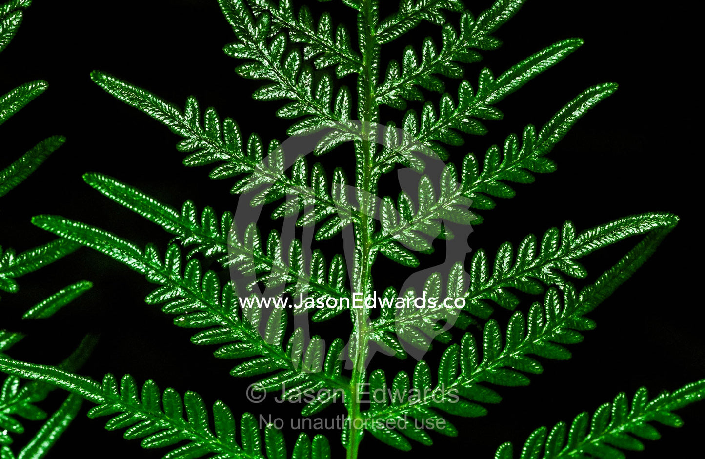 Intricate protuberances on a Bracket Fern frond, Pteridium esculentum. Southwest National Park, Tasmania, Australia.