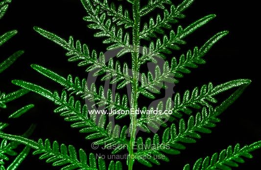 Intricate protuberances on a Bracket Fern frond, Pteridium esculentum. Southwest National Park, Tasmania, Australia.
