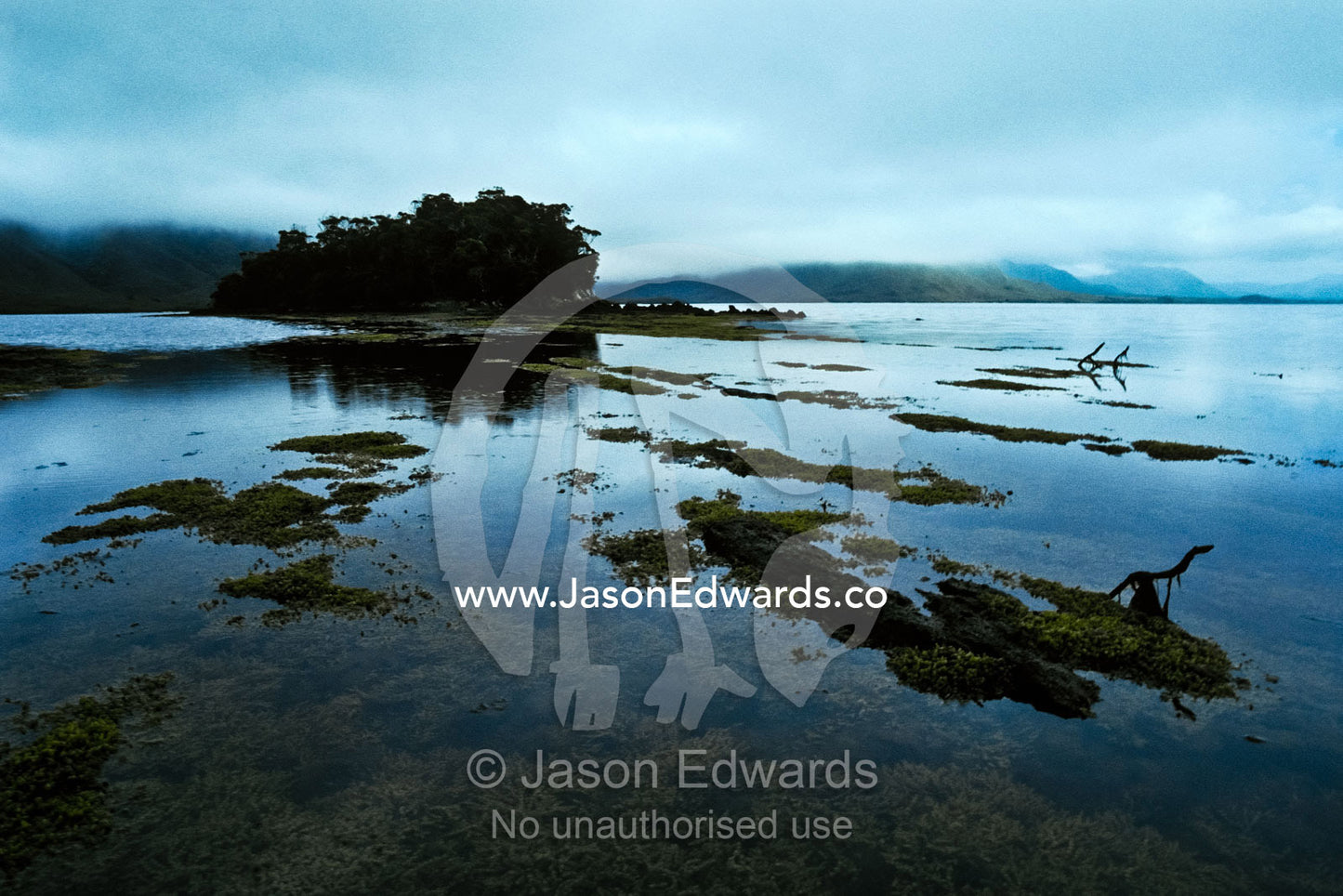 Gloomy rock Pools covered in Neptune's Necklace exposed at low tide. South West Wilderness, Southwest National Park, Tasmania, Australia.