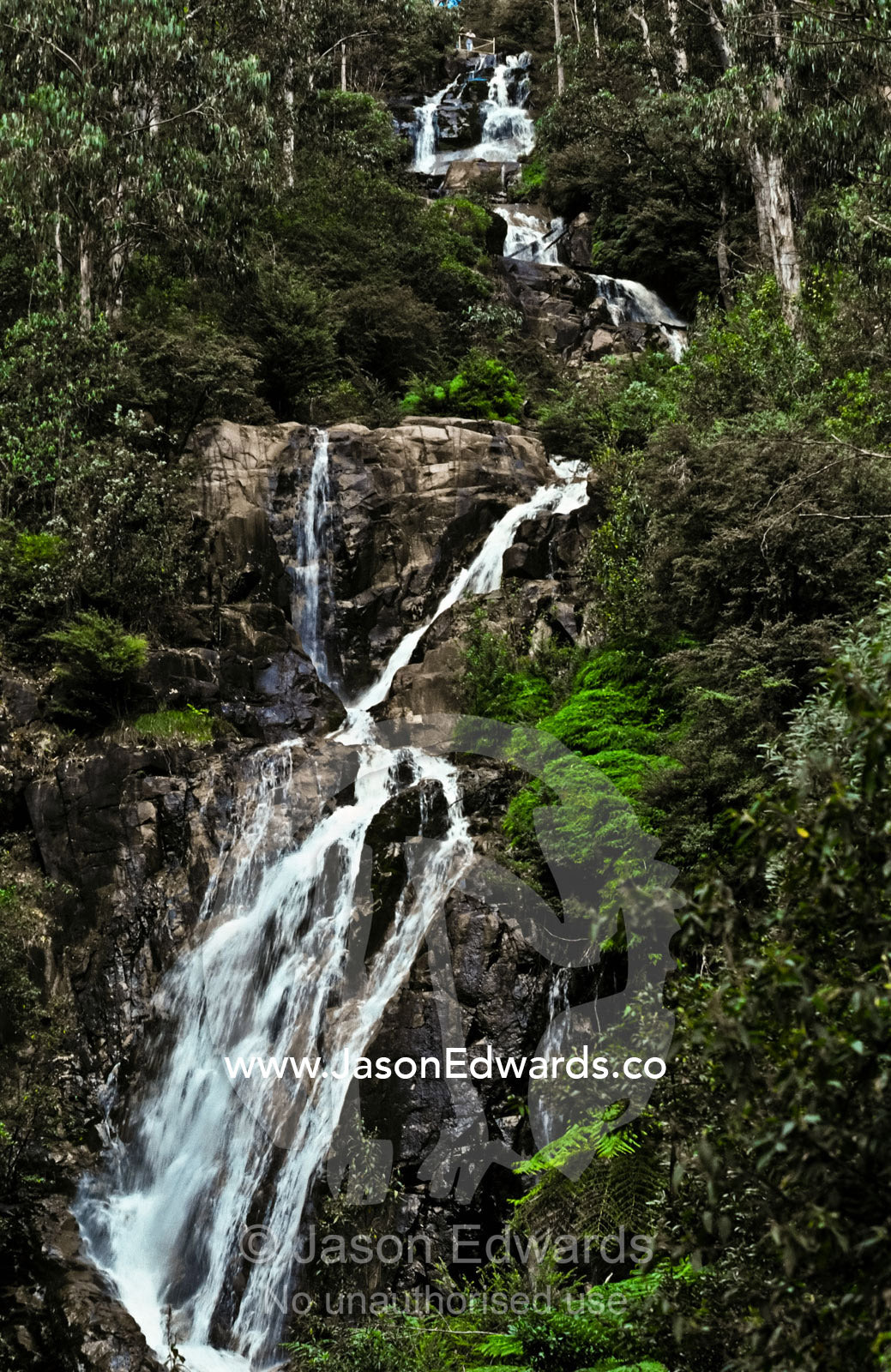 Steavenson Falls cascade through a dense forest of eucalyptus species. Steavenson Falls Scenic Reserve, Marysville, Victoria, Australia.