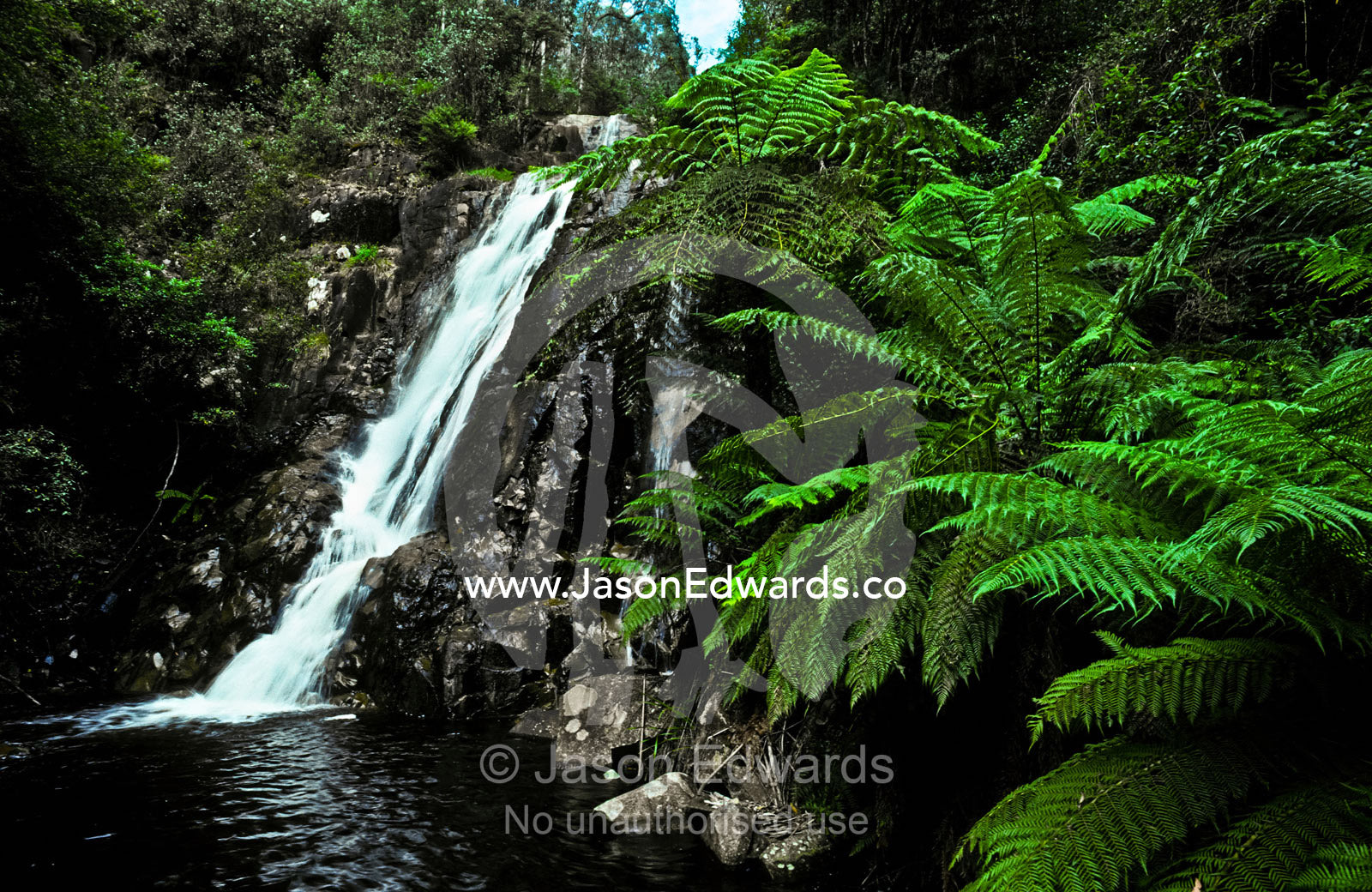 Steavenson Falls cascade through a dense forest of eucalyptus species. Steavenson Falls Scenic Reserve, Marysville, Victoria, Australia.