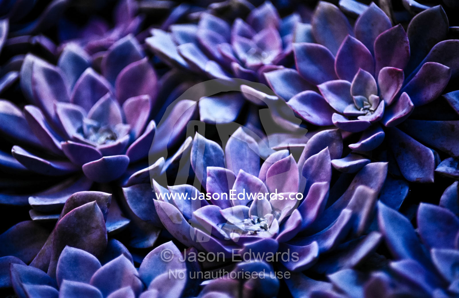 Purple fleshy leaves of Graptoveria suculents suit arid conditions. Melbourne International Flower and Garden Show, Carlton Gardens, Melbourne, Victoria, Australia.