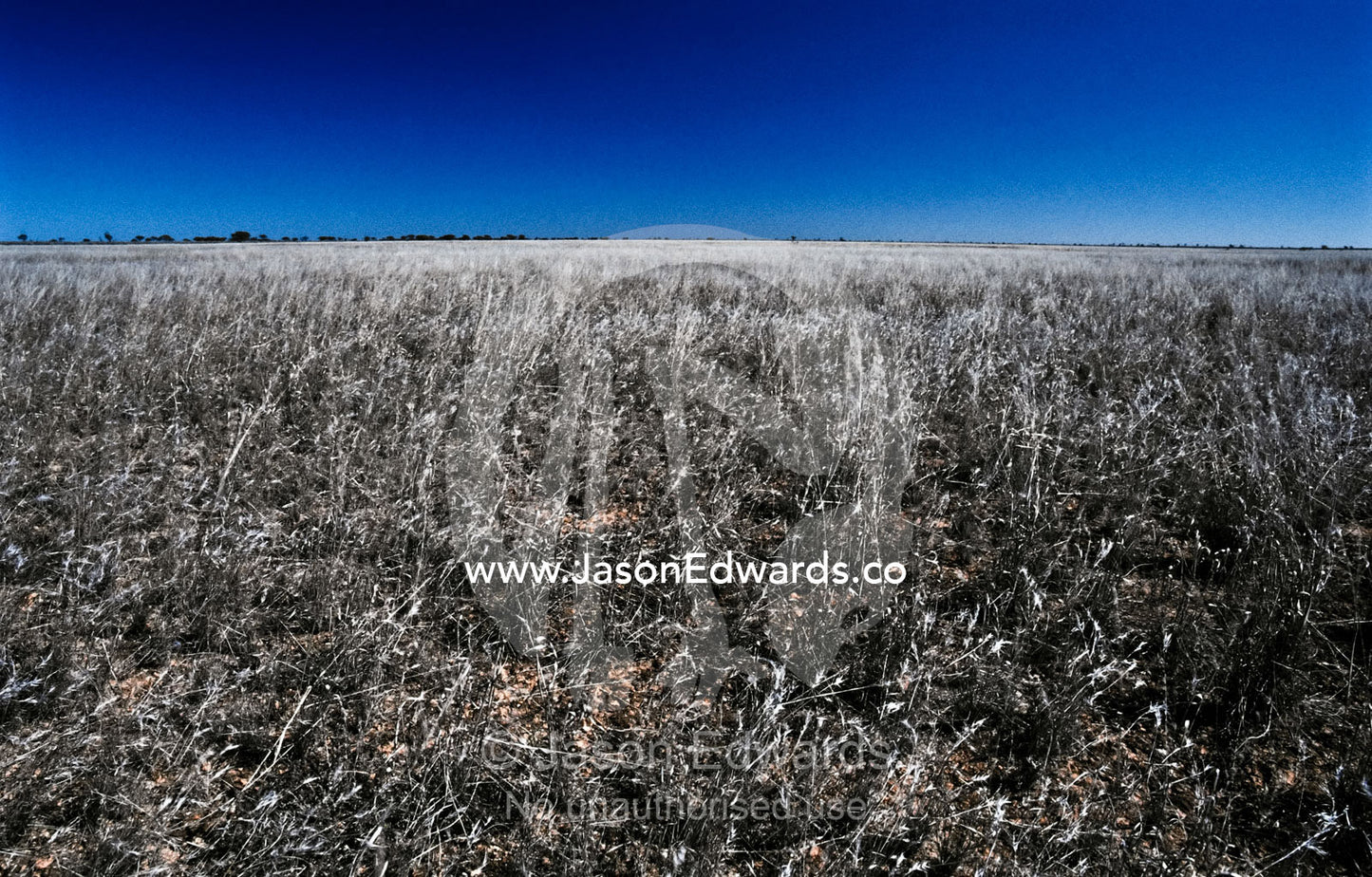 Dry, harsh Spear Grass rangelands cover an arid featureless plain. Nullarbor Plain, South Australia, Australia.