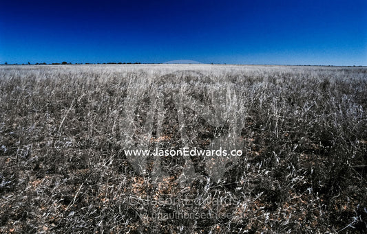 Dry, harsh Spear Grass rangelands cover an arid featureless plain. Nullarbor Plain, South Australia, Australia.