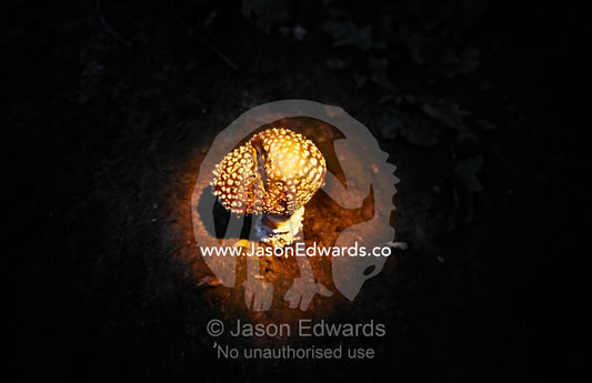 A bright red Fly Agaric, Amanita muscaria, fungi in torch light. Jamieson, Victoria, Australia.
