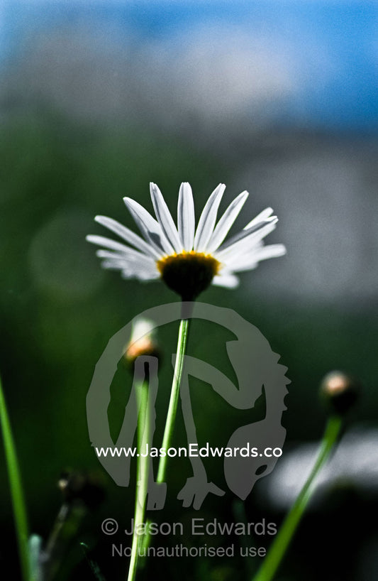 Morning sunlight passing through the delicate petals of a daisy. Parkeville, Victoria, Australia.