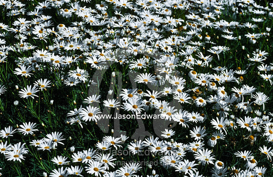 A bloom of white daisies erupts from a cottage garden in Spring. Princess Hill, Victoria, Australia.