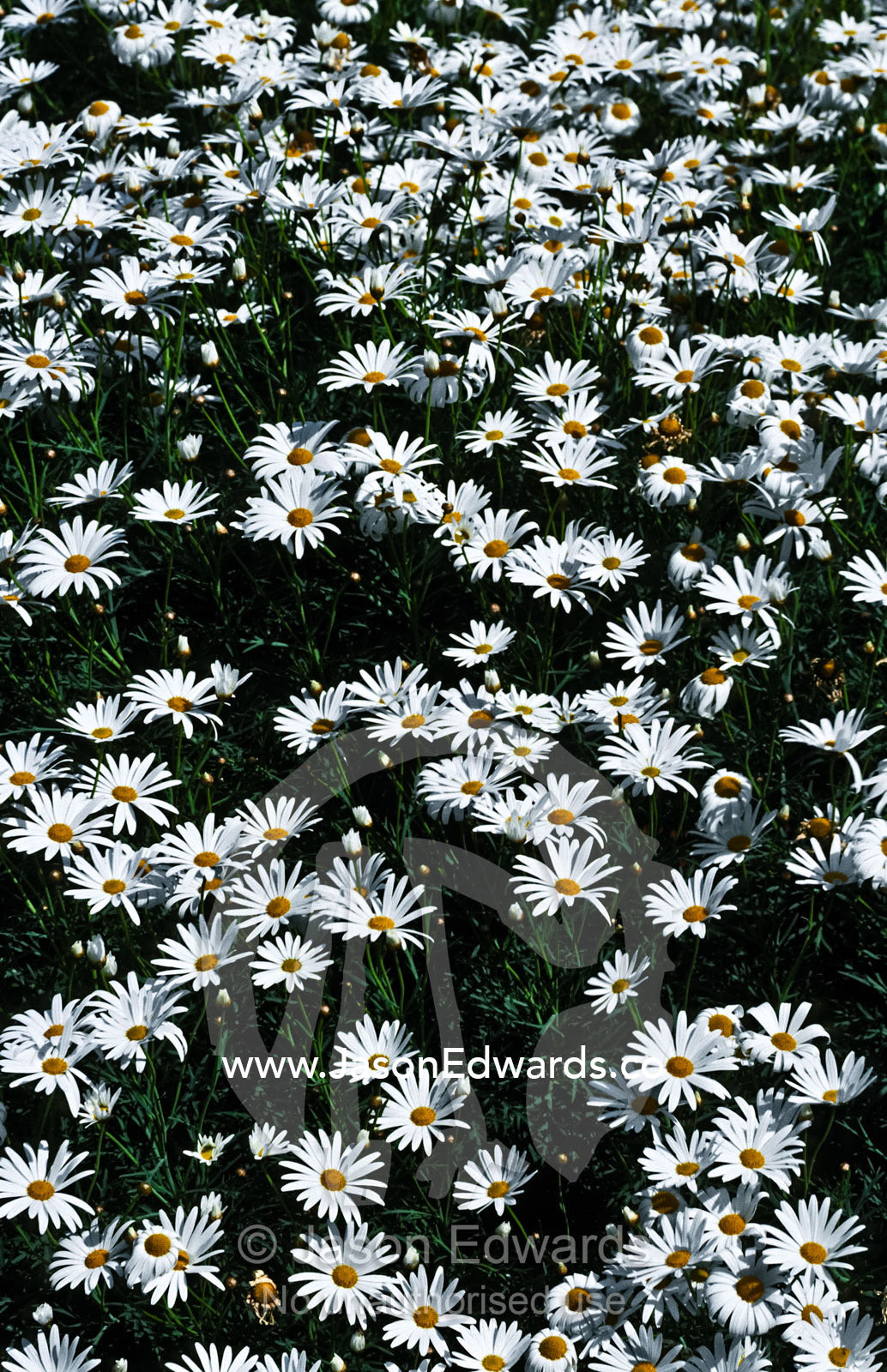 A bloom of white daisies erupts from a cottage garden in Spring. Princess Hill, Victoria, Australia.