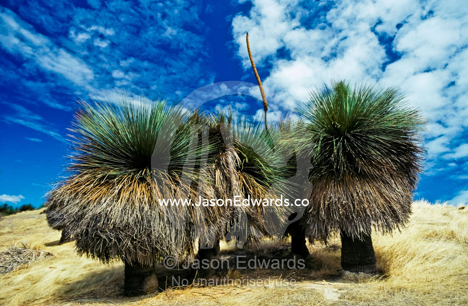 A stand of mature Grass Trees on a hillside with a flowering stalk. Western River Cove, Kangaroo Island, South Australia, Australia.