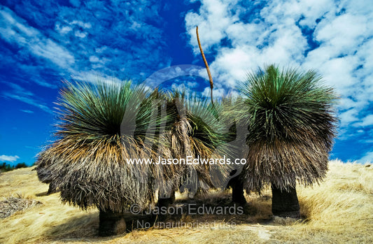 A stand of mature Grass Trees on a hillside with a flowering stalk. Western River Cove, Kangaroo Island, South Australia, Australia.
