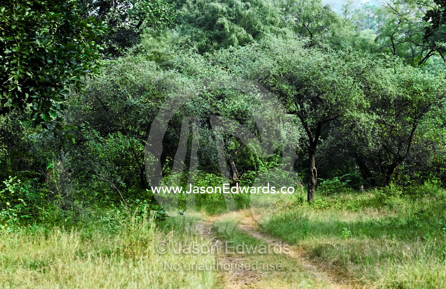 Vehicle tracks entering a dense forest inhabited by Bengal Tiger. Ranthambhore National Park, Rajasthan, India.