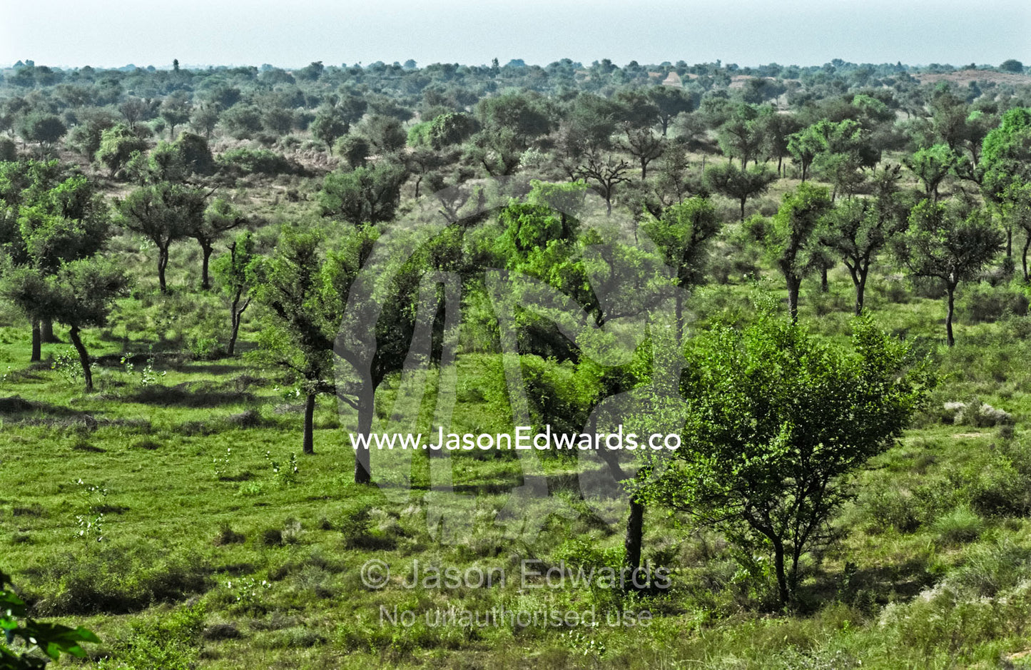 A carpet of green beneath a grove of trees in the Mandawa Desert. Mandawa Desert, Rajasthan, India.