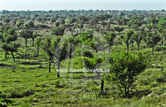 A carpet of green beneath a grove of trees in the Mandawa Desert. Mandawa Desert, Rajasthan, India.