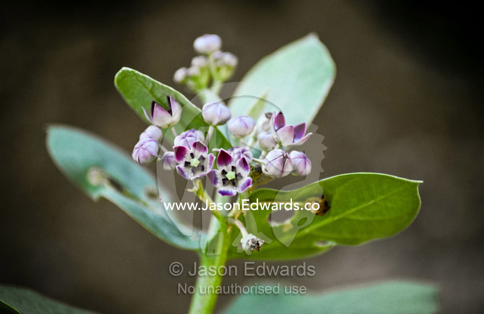 Milkweed flowers provide food for Monarch and Wanderer Butterflies. Mandawa Desert, Shekhawati region, Rajasthan, India.