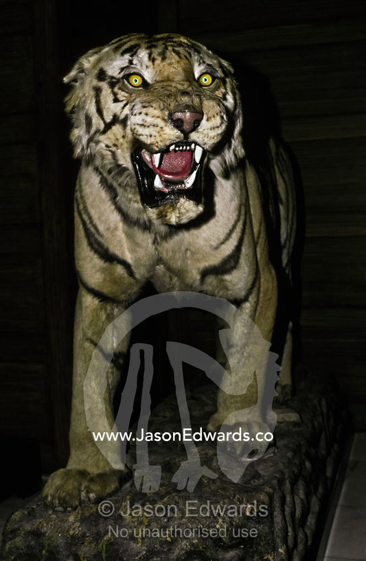 A Bengal Tiger snarls at guests in the foyer of an ancient palace. Ramgarh Palace, Jaipur, Rajasthan, India.