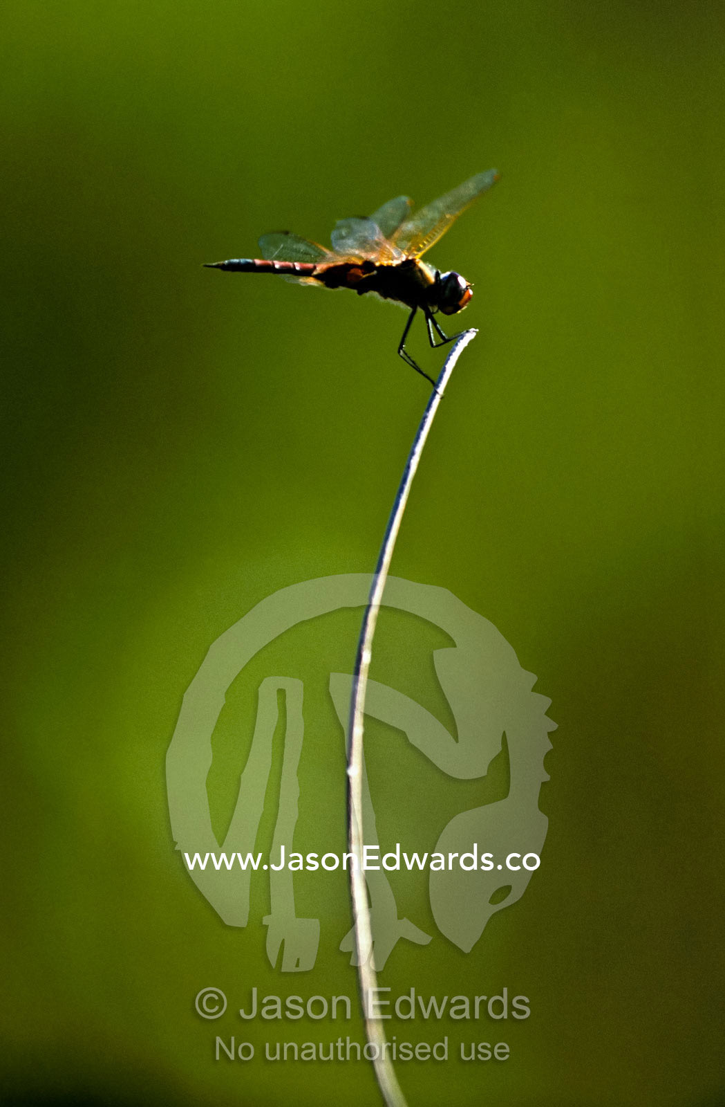 A dragonfly perched on a piece of wire rising from a grassland. RAOU, Royal Australian Ornithological Union, Bird Observatory, Broome, Western Australia, Australia.