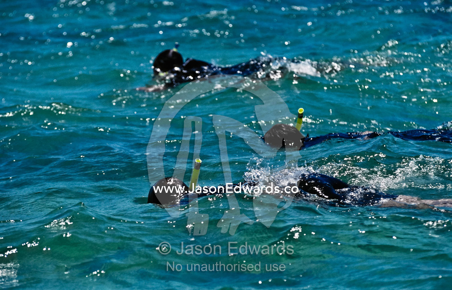 Tourists snorkle in clear blue seas off the coast of a desert island. Jones Island, Bairds Bay, South Australia, Australia.