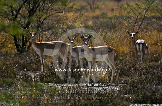 An alert sub-adult Blackbuck Antelope and his harem in the dry scrub. Velavadar Blackbuck National Park, Gujarat, India.