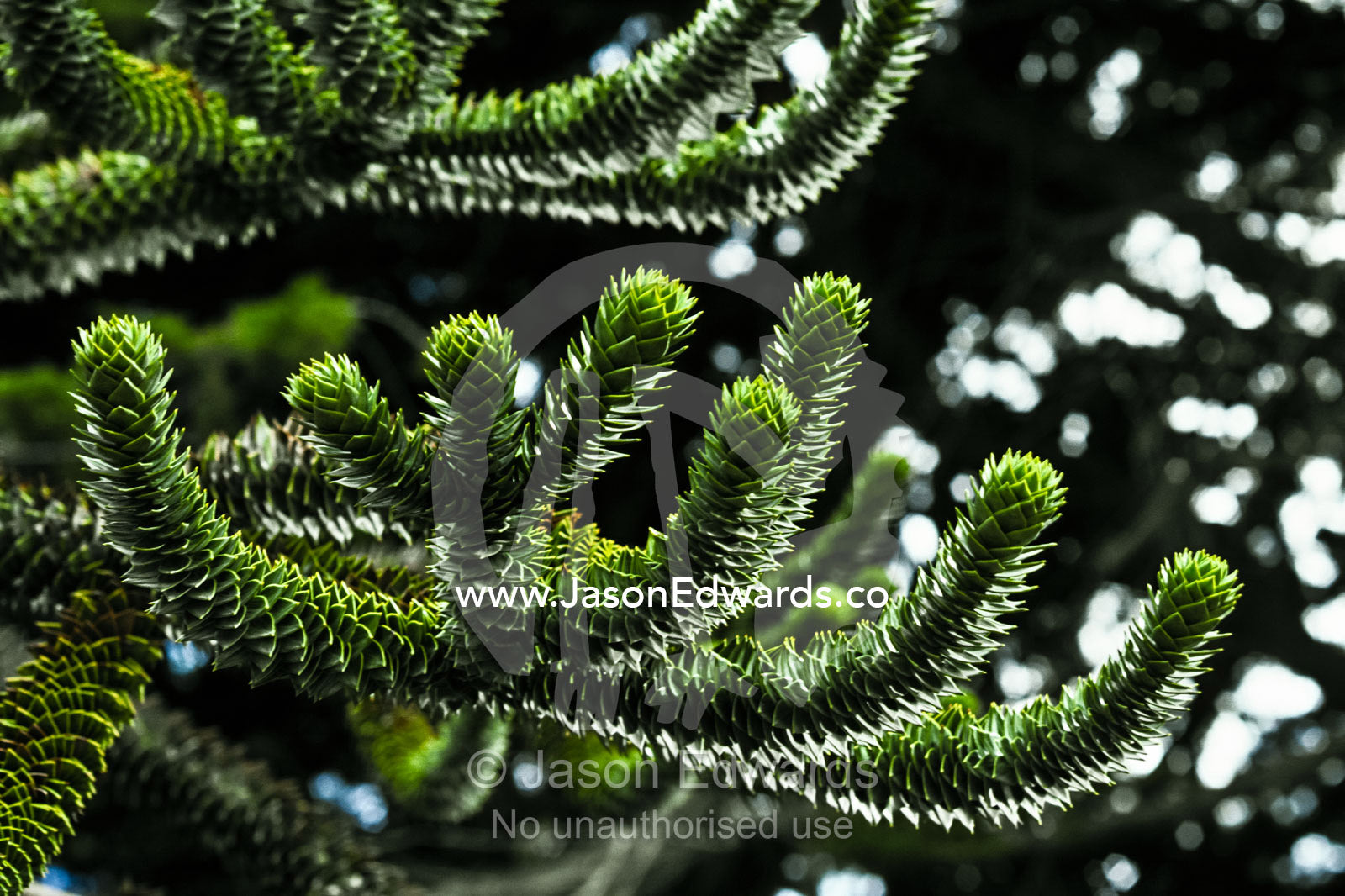 Layered fronds and needles of an Araucaria Pine in a botanical garden. Plaza de Armas, Punta Arenas, Chile.