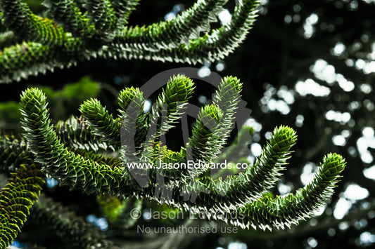 Layered fronds and needles of an Araucaria Pine in a botanical garden. Plaza de Armas, Punta Arenas, Chile.