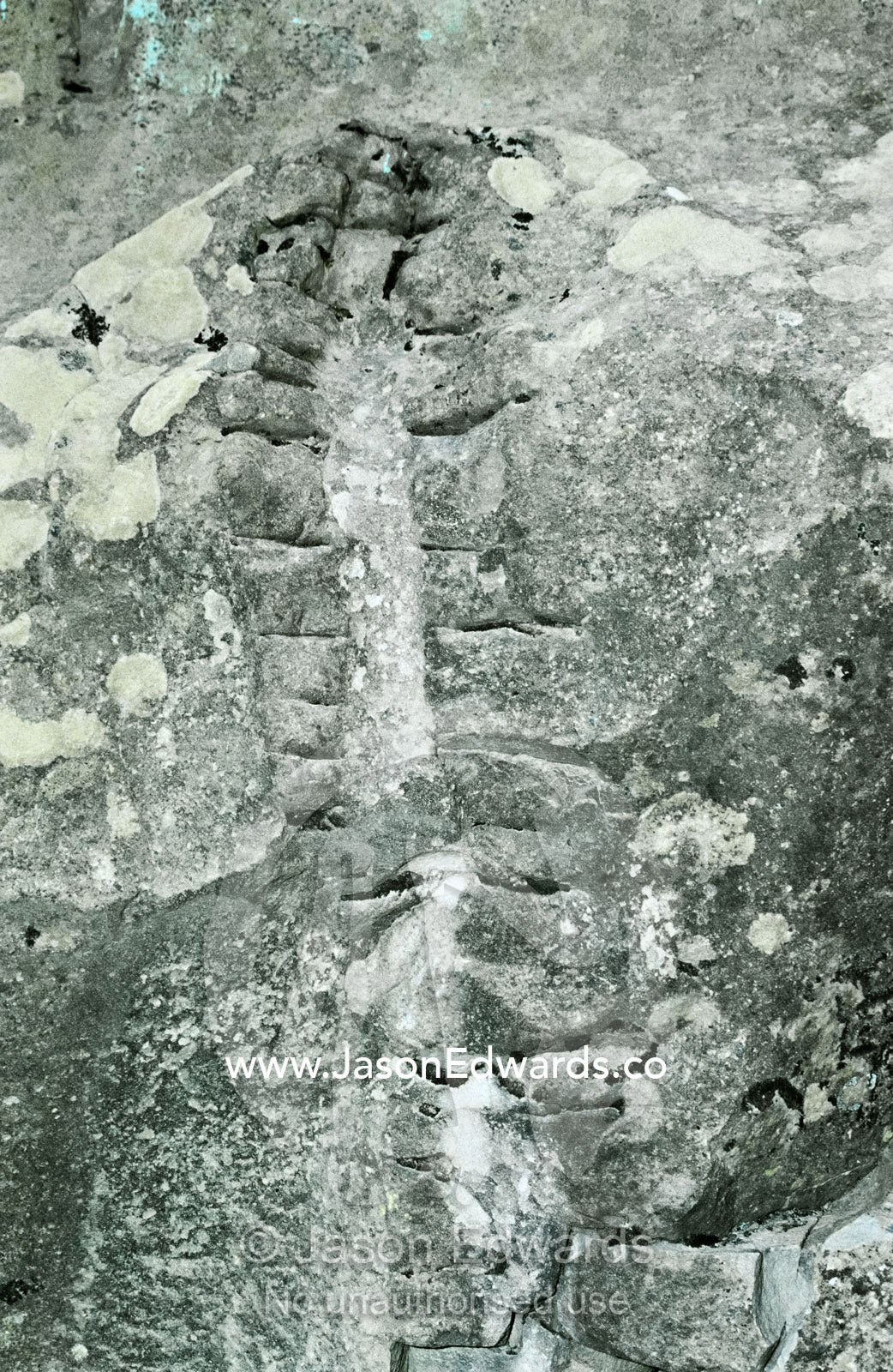 The fossilized skeleton of a dinosaur backbone imbedded in a rock wall Torres del Paine National Park, Parque Nacional Torres del Paine, Chile.