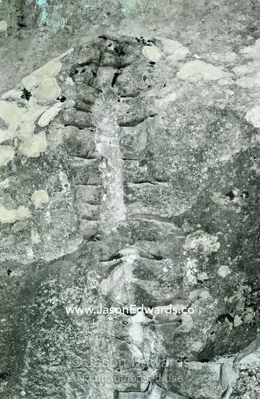 The fossilized skeleton of a dinosaur backbone imbedded in a rock wall Torres del Paine National Park, Parque Nacional Torres del Paine, Chile.