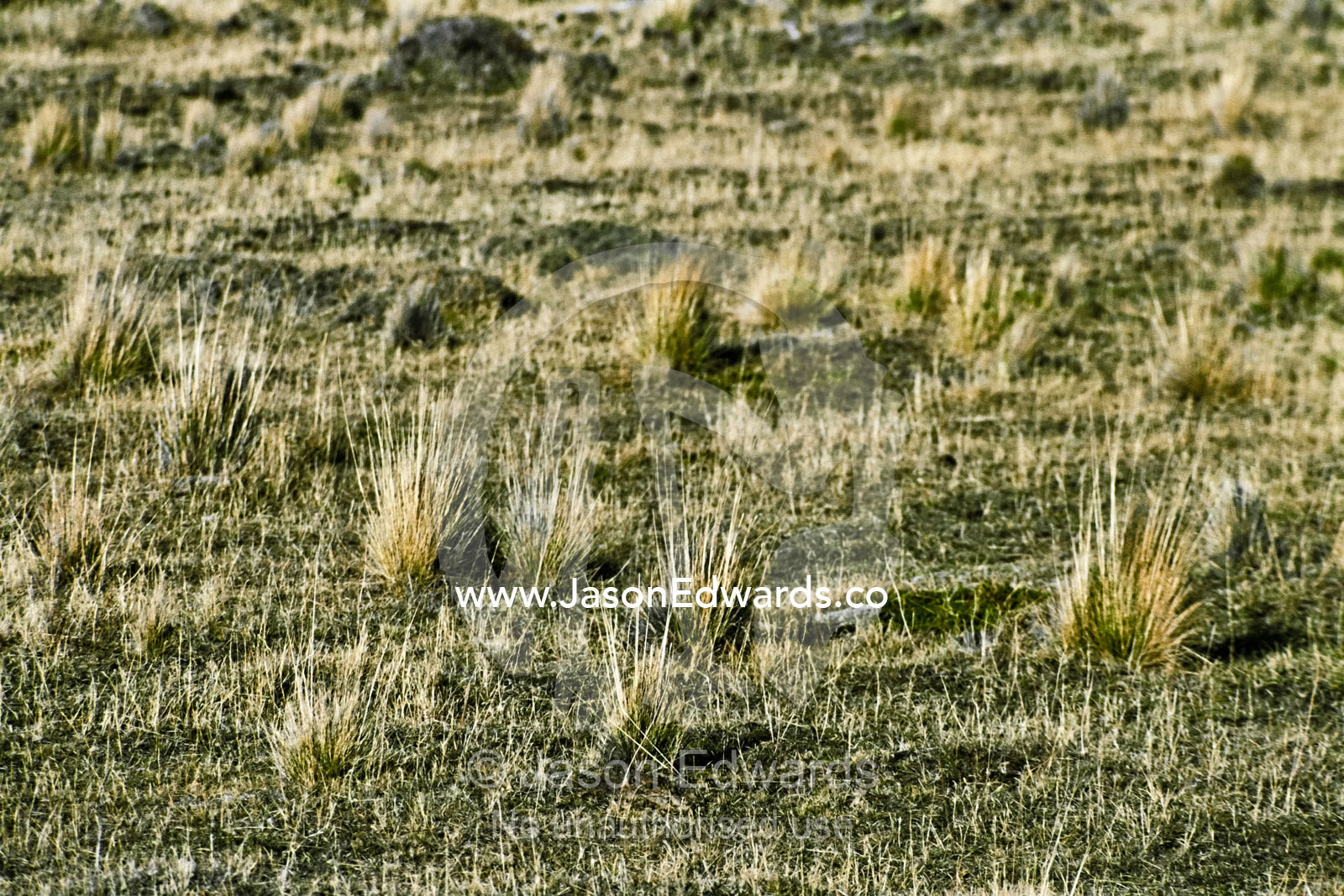 Alpine grassland habitat on the Patagonian steppe during Spring. Torres del Paine National Park, Parque Nacional Torres del Paine, Chile.