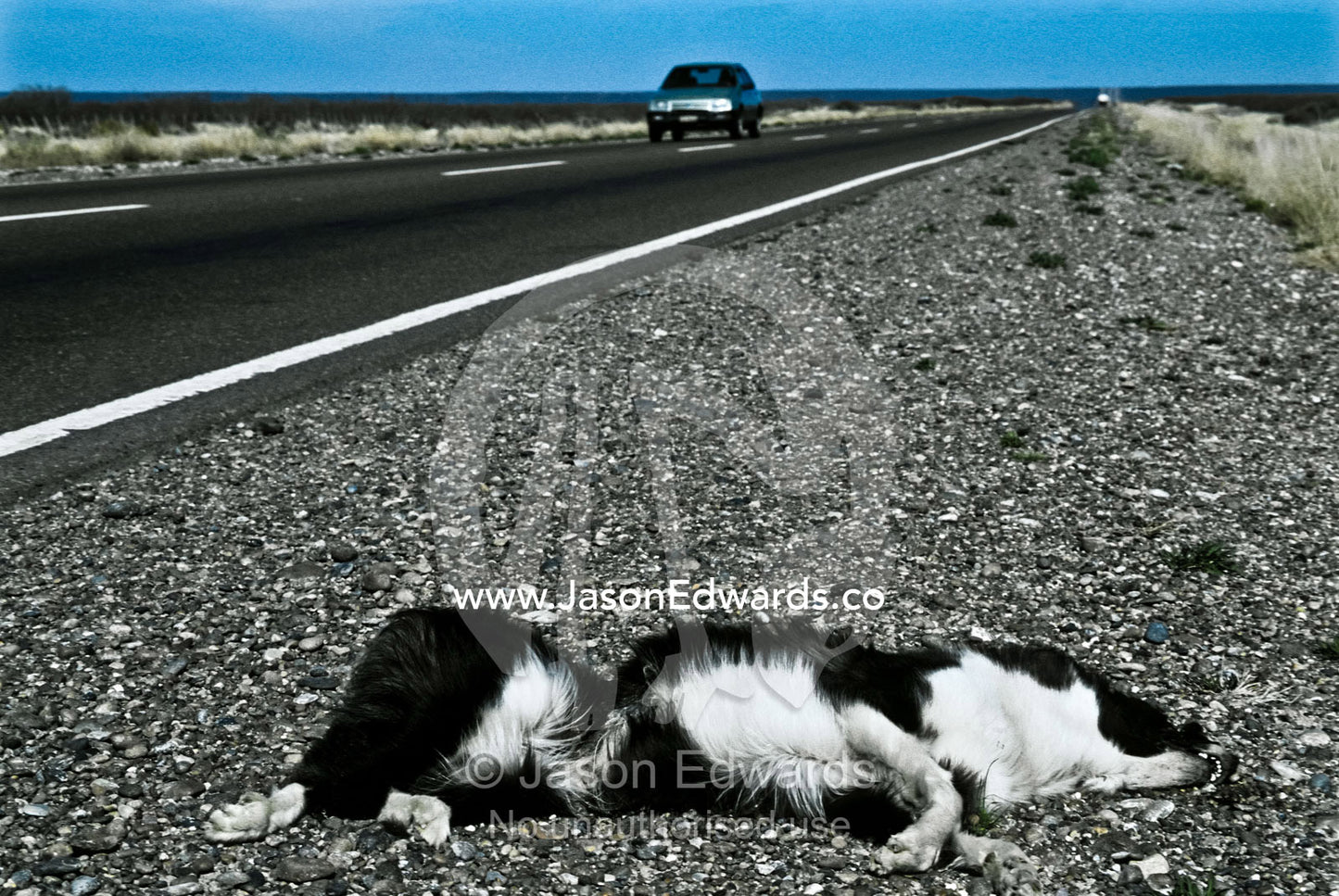 A pet Collie lies dead beside a highway on the Patagonian steppe. Patagonia, Argentina.