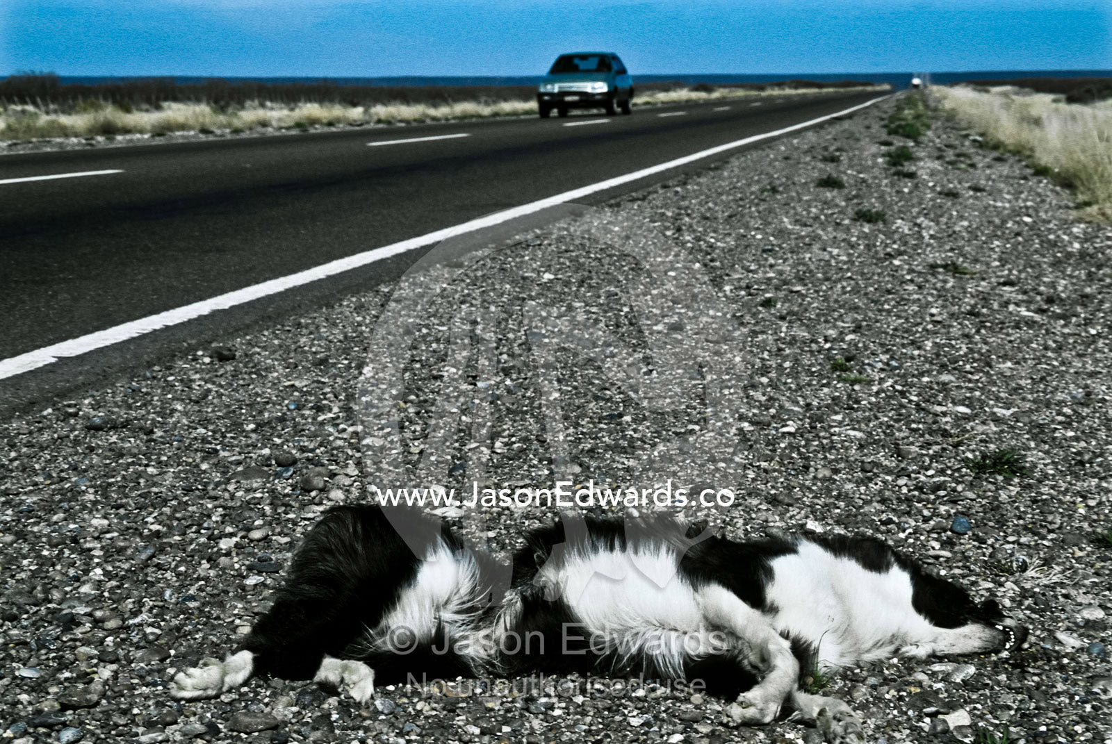 A pet Collie lies dead beside a highway on the Patagonian steppe. Patagonia, Argentina.