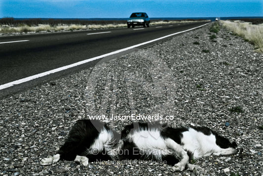 A pet Collie lies dead beside a highway on the Patagonian steppe. Patagonia, Argentina.
