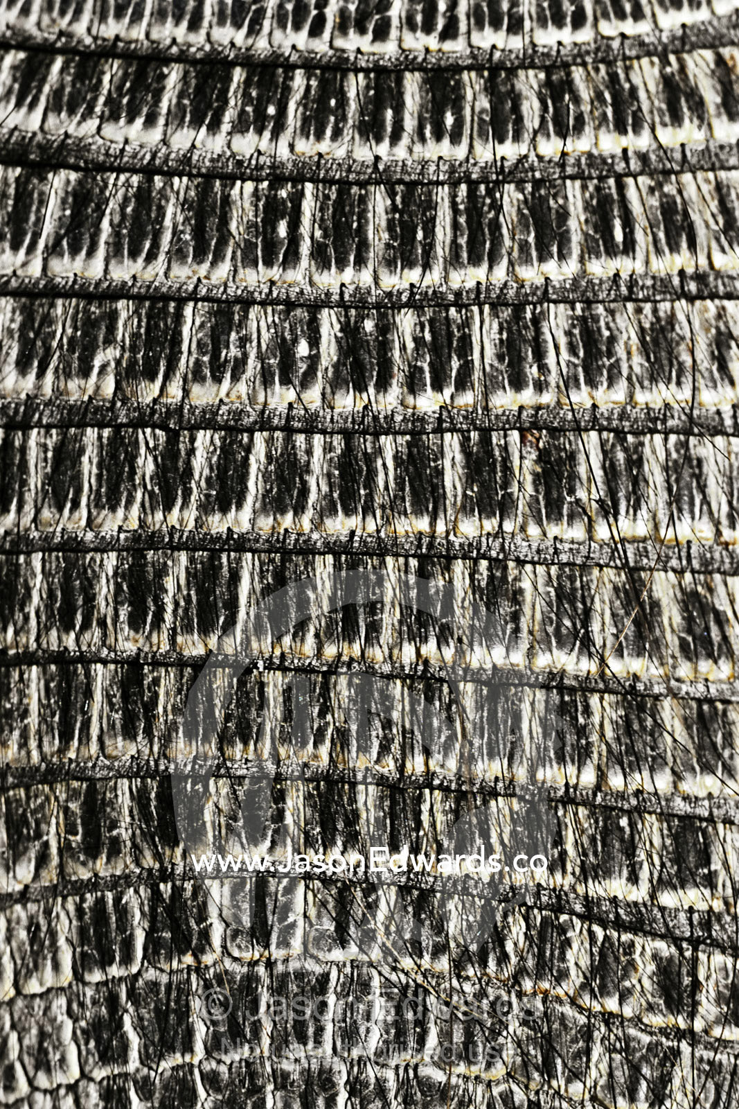 The textured heavily armoured plates on the back of a Hairy Armadillo. Reserva Faunistica, Peninsula Valdes, Patagonia, Argentina.