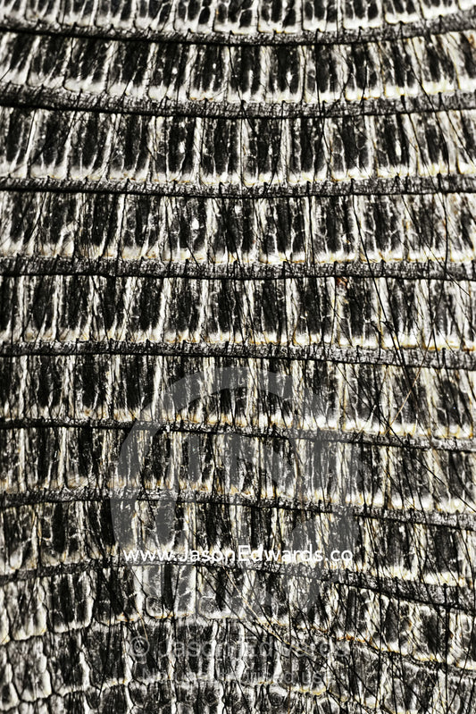 The textured heavily armoured plates on the back of a Hairy Armadillo. Reserva Faunistica, Peninsula Valdes, Patagonia, Argentina.