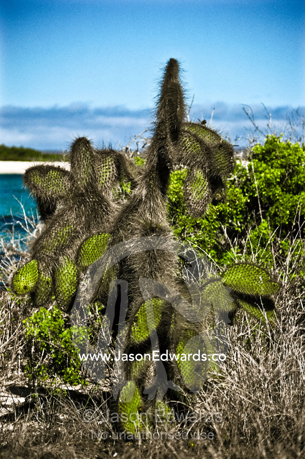 A stand of Hairy Prickly Pear Cactus, Opuntia species, by a small bay. San Cristobal Island, Galapagos Islands, Ecuador.