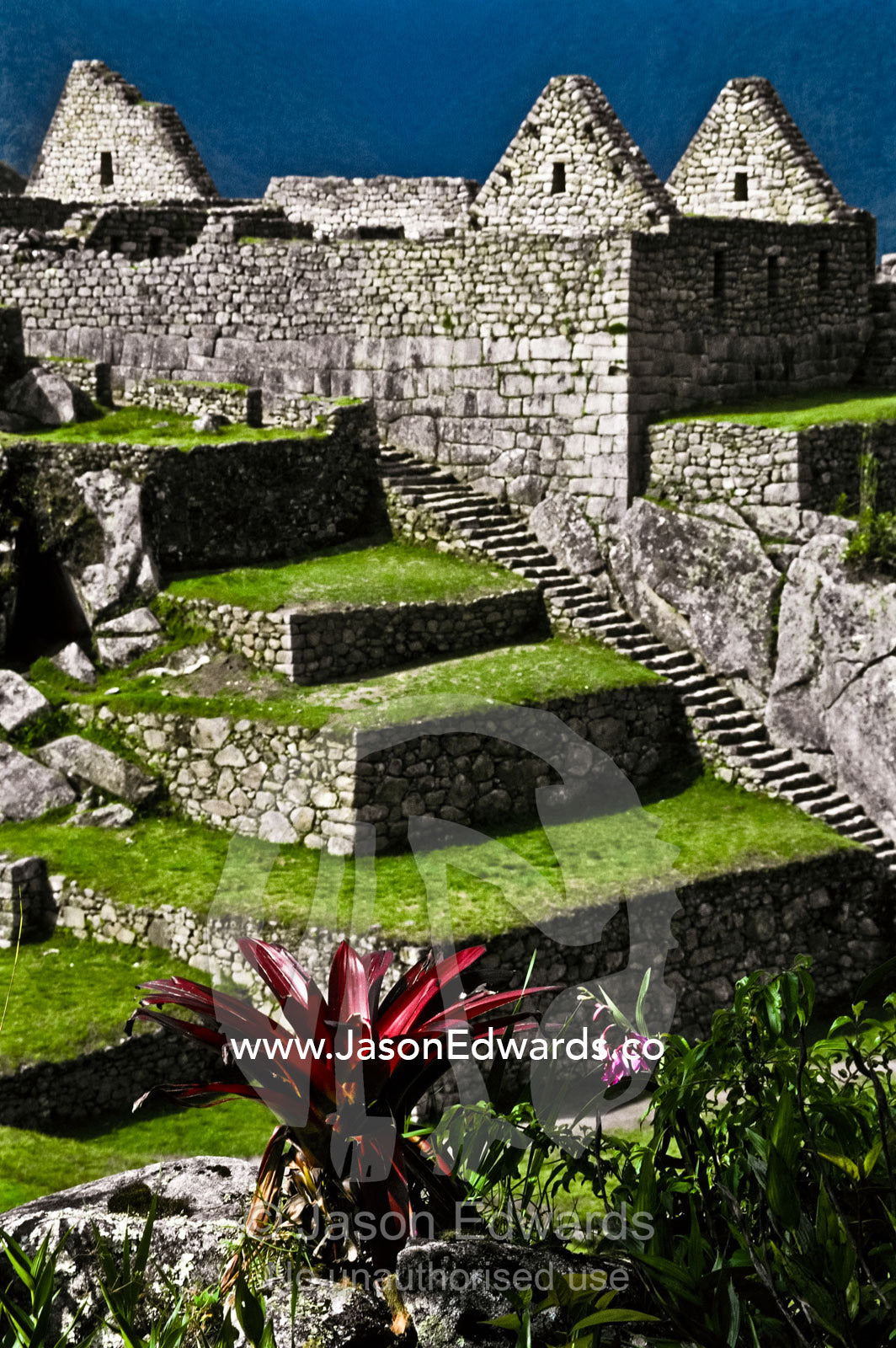 A bromeliad grows amongst the ancient Inca ruins at Machu Picchu. Machu Picchu, Peruvian Historical Sanctuary, Peru.