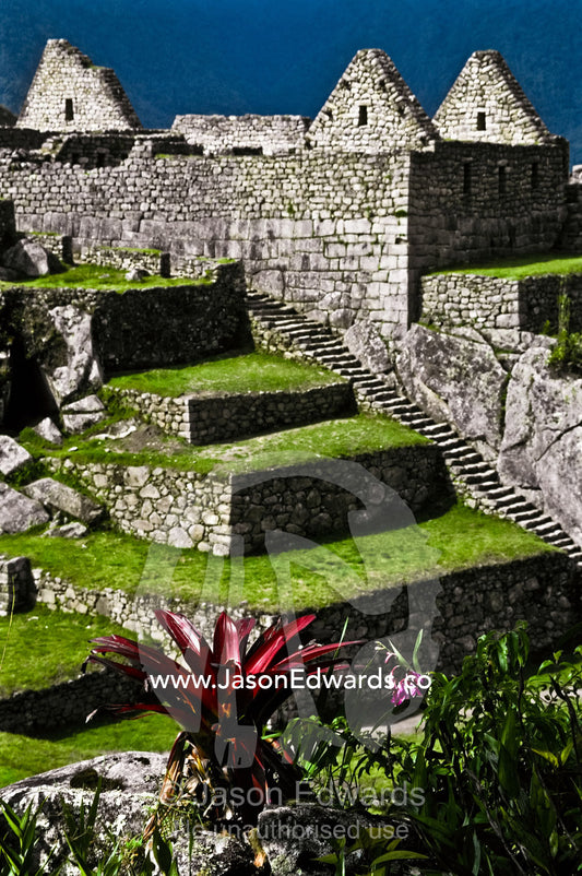 A bromeliad grows amongst the ancient Inca ruins at Machu Picchu. Machu Picchu, Peruvian Historical Sanctuary, Peru.