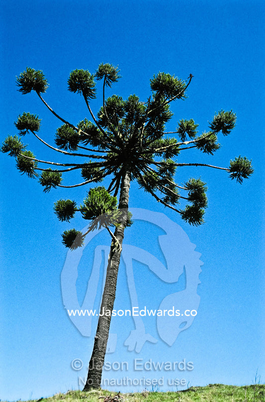 An Araucaria rises from farmland cleared of Mata Atlantica forest. near Parque Nacional da Serra da Bocaina, Brasil.